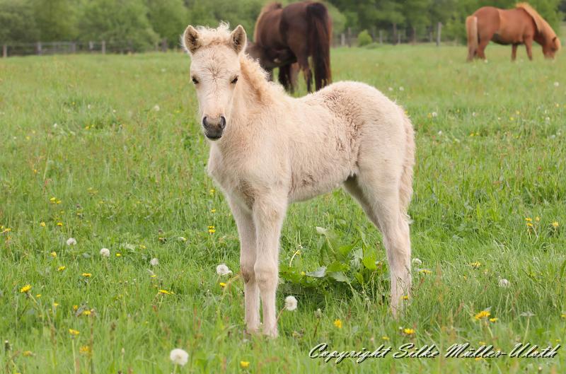 Erla f.jpg - Erla von Heidmoor 3 Wochen alt